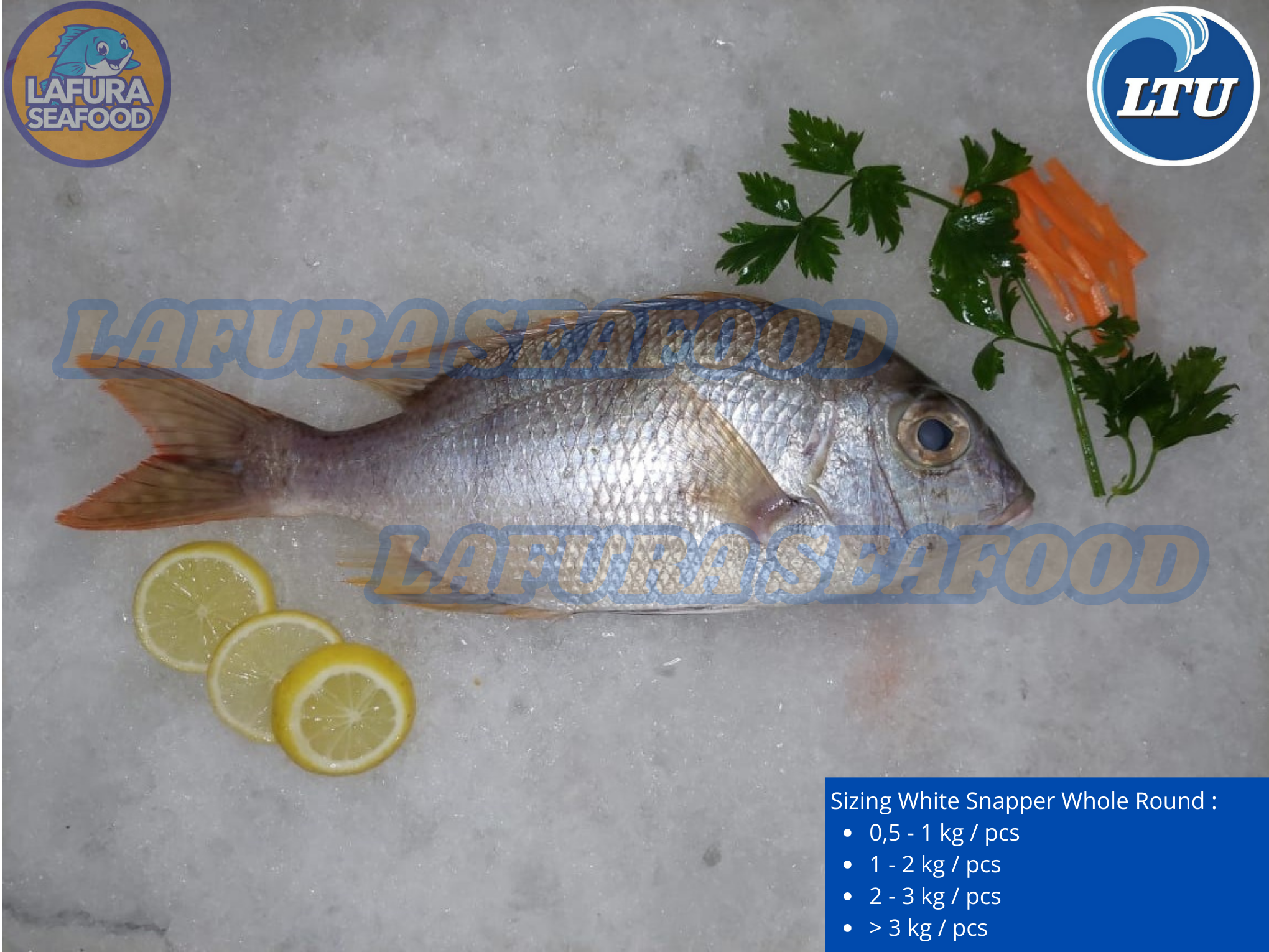 White Snapper / Robinson Seabream / Seabream Whole Round / Whole Gilled Gutted Scaled